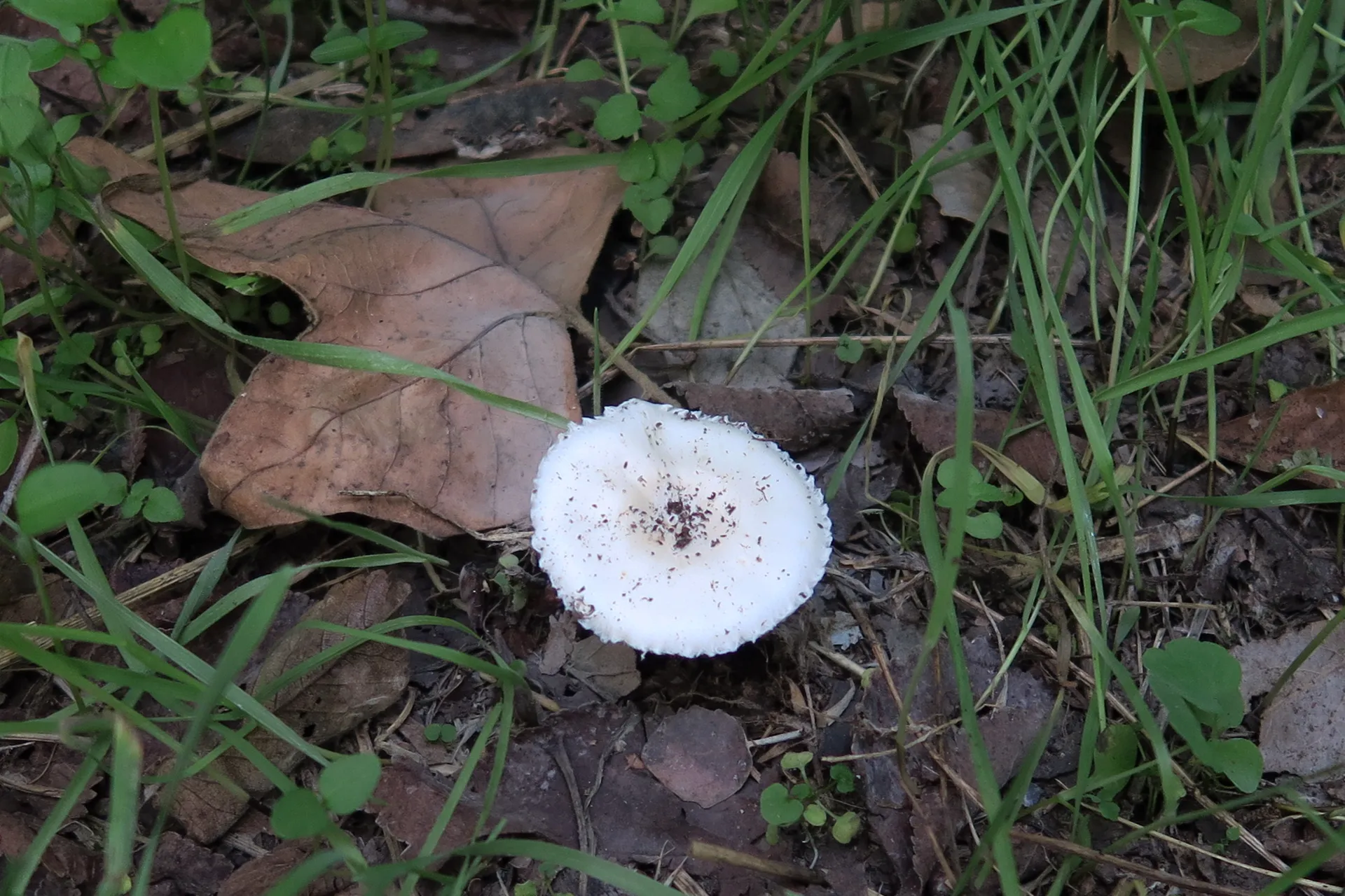 Leucoagaricus serenus - 1